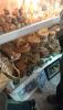DSC_0953.thumb.JPG.5cfa5d37dc0e991075376bb5bce468fa.JPG
