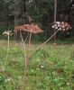 Dudnik-lesnoj-Angelica-sylvestris2-600x737.thumb.jpg.1a45f564b9b12021f4e78e34090a60a3.jpg