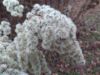 IMG_20181118_133944.thumb.jpg.dbaf9a498cc3ce189eeececa3f671a34.jpg