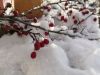 IMG_20181128_124534.thumb.jpg.52db2b300b83b888738b648440ecb2b0.jpg
