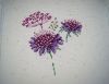 _DSC7994.thumb.JPG.061cbbe0d664d1c0511e70e2bda83b3b.JPG