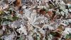 cold_ice_winter_leaves-6865.jpg!d.thumb.jpg.345a3b905766232edc5ba30cb385e88b.jpg