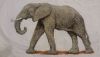 20181210_074344.thumb.jpg.f537fee442964de8afb621f3abfeb95b.jpg