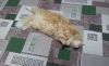 20181221_170638.thumb.jpg.493beced2037b52a7cb331a4d22440e2.jpg