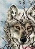 Dimensions 65131, Wolf