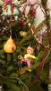 5c2658301eebe_3.thumb.JPG.bb8c9ab3a8eff82f8d7578fe8a9345cc.JPG