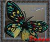 BGP-007.thumb.jpg.add816ac995942c6bbf636ba5724df9c.jpg