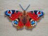 Butterfly3-5.thumb.jpg.764aa24669651c2378596a1f80f67f95.jpg