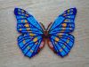 Butterfly4-5.thumb.jpg.7a6b19bbc1cb75651a04a5894de584f6.jpg