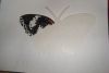 DSC06956.thumb.JPG.46c8cd70b488df6ec96a84a5c2fd6f47.JPG