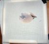 DSC08463.thumb.JPG.8a28cd3cd217a5073ce9c9192843b941.JPG