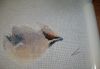 DSC08464.thumb.JPG.f03da71c5b7909d691763c6931f6196a.JPG