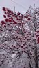 DSC_0795.thumb.JPG.0e2ea9fb1fcf287bafd7c0ef297bca61.JPG