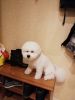 IMG-20181210-WA0000.thumb.jpg.0020ac3409223a416c1e08f6f7576f53.jpg