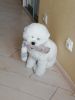 IMG-20181229-WA0002.thumb.jpg.a2a67d79b0c73a4472948059aef6c533.jpg