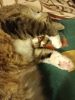 IMG_20181215_234611_HHT.thumb.jpg.677cad49a24ef83a401c896d2d184a33.jpg