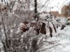 IMG_20181217_130754.thumb.jpg.290a2ea1019e4f9630bf09168300e40d.jpg