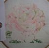 Peonies10.thumb.JPG.0101bc9169f76fe1f97327f05cffc272.JPG