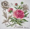 Pivoine_veronique_enginger-1-1024x1004.thumb.jpg.235c31722661a4bc045c83675dcc91f2.jpg