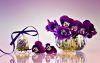 Purple-smiley-flowers-in-vase-HD-wallpapers.thumb.jpg.eba5ba83aec2e79d3ce3c194d6392bb2.jpg