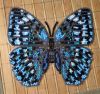butterfly6-5.thumb.JPG.c2c14ac559ab68e0efb5b17db9119d02.JPG