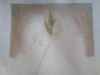 1.thumb.jpg.9965bab424b94eaf0b507f3560b76335.jpg