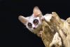 20121203014518.thumb.jpg.15c0d53dfd6b8c02cde89b4c84058962.jpg