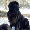 BigBlackDog