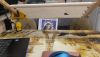 20190118_174510.thumb.jpg.c0c9f0e52767f1ed19287292dd25ff84.jpg