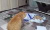 20190124_163128.thumb.jpg.5a3c953299d1fe326fc39cd1f0c9aca2.jpg