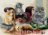 23124.thumb.jpg.76c903fadcae9d6ab05ab41ac2972523.jpg
