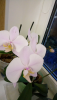 307D2DD7-E497-4D99-950B-361D2EA911A7.thumb.png.0e2386240894eab54098698423933bfe.png