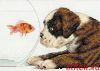 Dimensions 65169, Dog Bowl