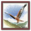 5c3a837eab740_FFRK652RedKiteinFlight.thumb.jpg.ec671f584fef82b12a9ad656f461d52a.jpg