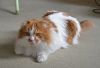 5c481e83cb0b5_DSC_2306(2).thumb.jpg.b5723b66e513d6b31bafc4affb0685d3.jpg
