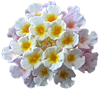 5c4b2c71c343f_3.png.e363e092f3bd14fde82272187767654c.png