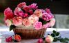 610336_royal-roses_1920x1200_h.thumb.jpg.a7a7ece1a5269050045eed352f36eabb.jpg