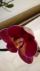 B1C34203-2B94-4CE7-9EC0-C7F9DCDE032A.thumb.png.ee94f6b68808245ca2fc9eef540da0dd.png
