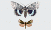 Butterfly10-0.thumb.gif.fae736032a7fc20f2e49ff966e19da66.gif