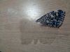 Butterfly10-1.thumb.JPG.22e41478ec6568571b9a4cc790961103.JPG