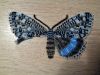 Butterfly10-3.thumb.JPG.3a6fd1e428a7a4a0cac762032e6e40ea.JPG