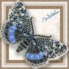 Butterfly10.jpg.7152408fe440f19d27772b139a8d891b.thumb.jpg.63b112dbfa85f9b02e0b5032aa3d0abe.jpg