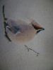DSC08465.thumb.JPG.275a900cf52056ac08876a0ed13f931c.JPG