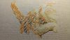 DSC_0717.thumb.JPG.90428d8cfacde6912ac773ed51d71311.JPG