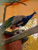DSC_2015.thumb.JPG.16e02dcce98131d0b792d14cc59dbc2e.JPG
