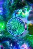 DSC_8609.thumb.JPG.1aaf75e6b99330baef81a6dfe074226f.JPG