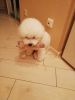 IMG-20190123-WA0012.thumb.jpg.24dee6ee3921400f4418e596e10896db.jpg