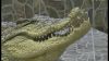 IMG_0981.thumb.PNG.f4a7611d4cada84f30b39c9a83238850.PNG