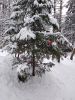 IMG_20190104_095622.thumb.jpg.3a6028dafaa7c87a8819361049ab8a5c.jpg