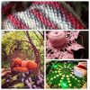 MyCollages-2.thumb.jpg.f5401fed5a75614d5b0c0fb459ea6d94.jpg